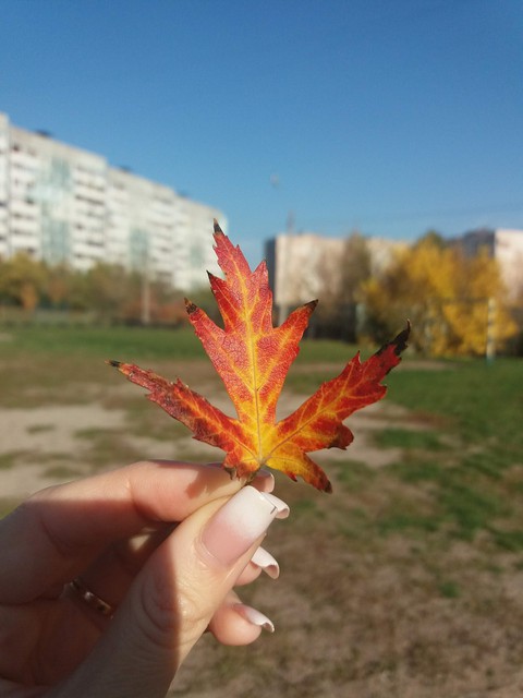 leaf