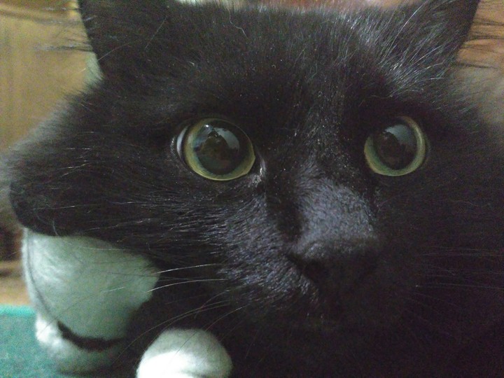 my cat