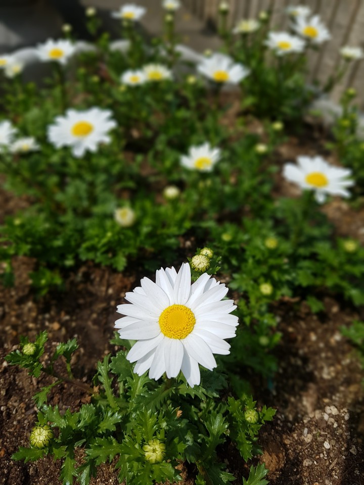 마가렛