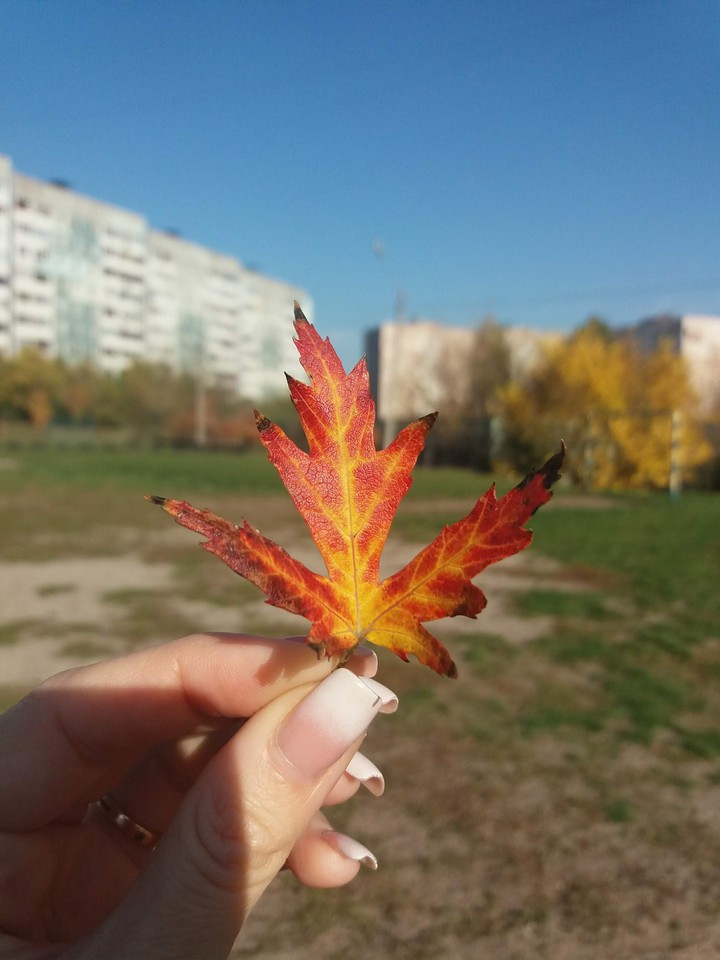 leaf