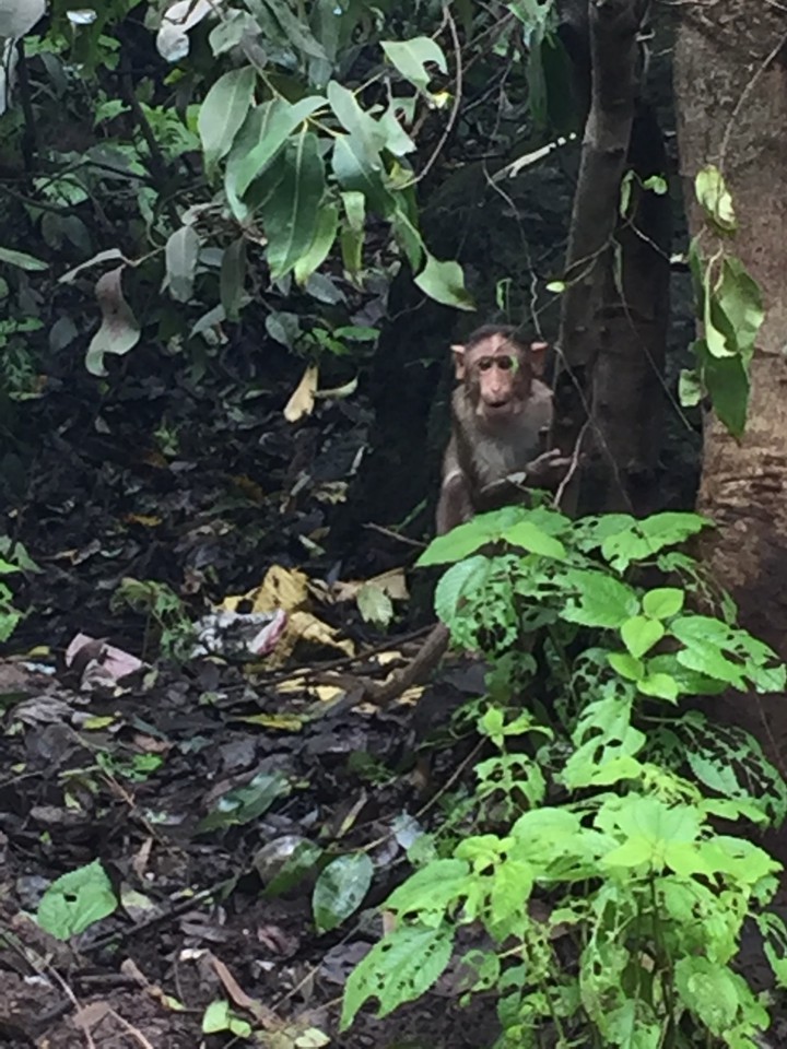 Forest Animal