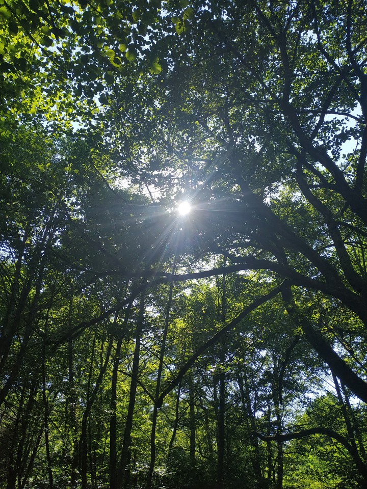 лес