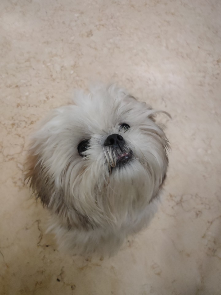 Maylo