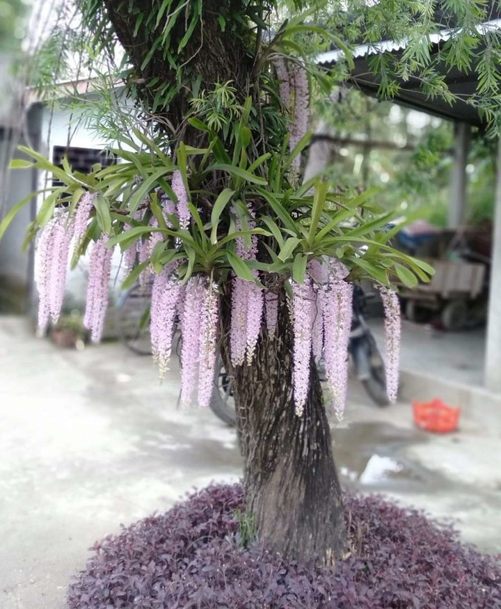 orchid flower