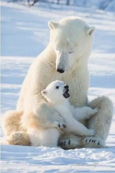 bear???