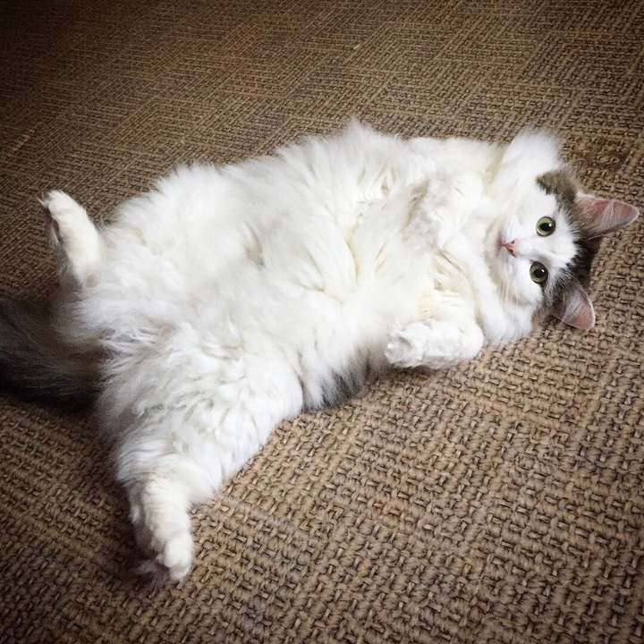 kisacat