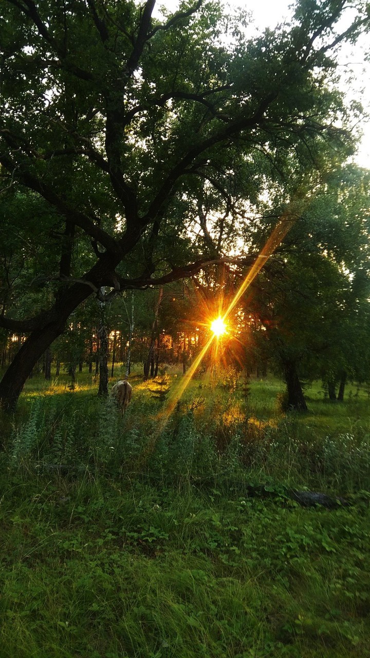 обои