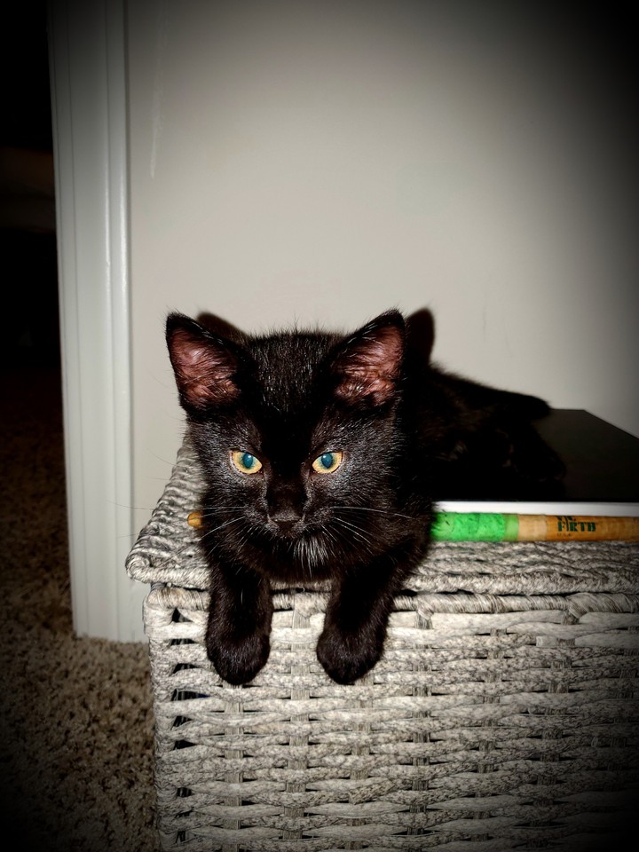 Pickles 2 months old