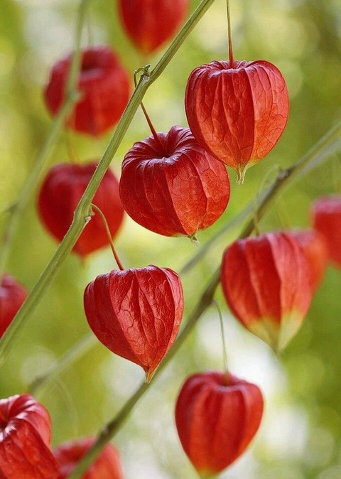 Bell flowers