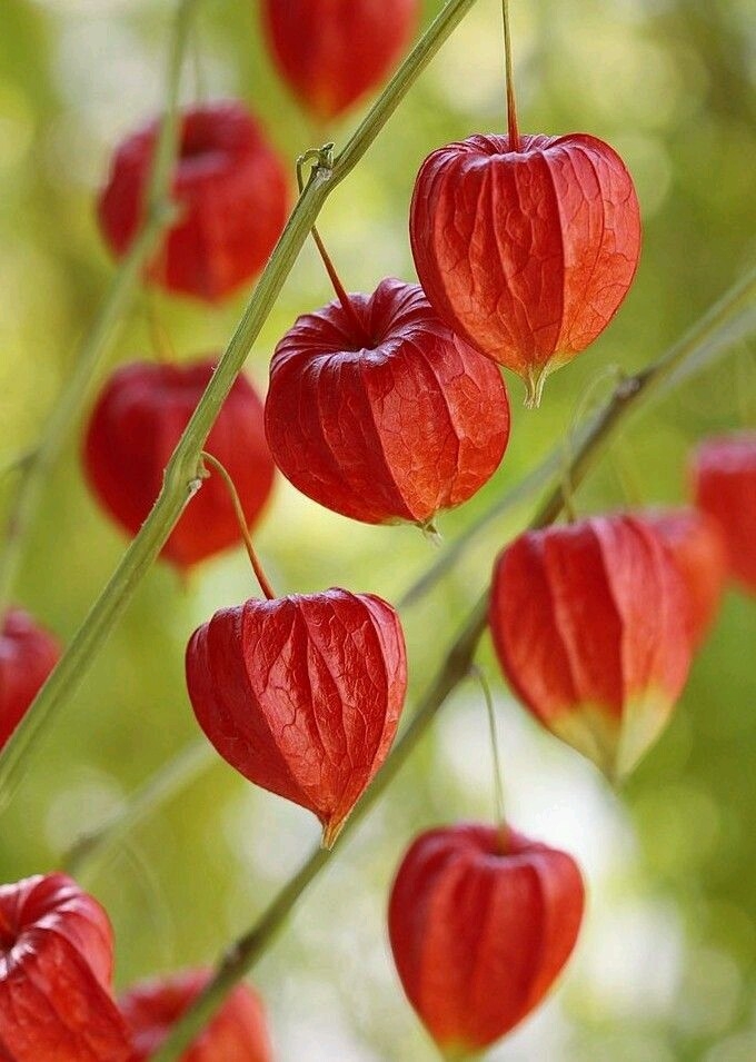Bell flowers