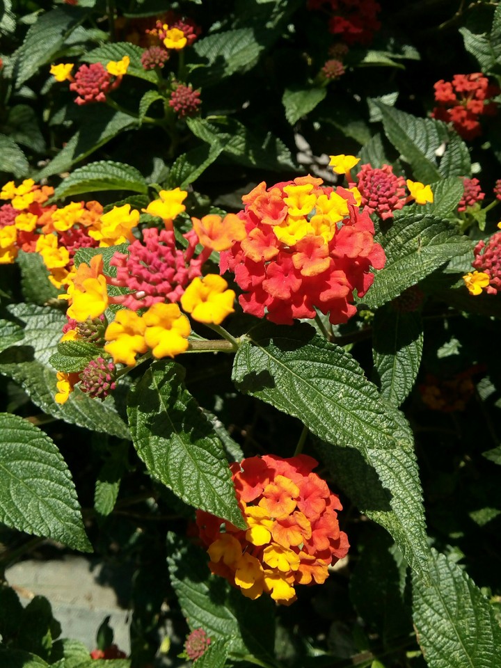 ramillete de colores