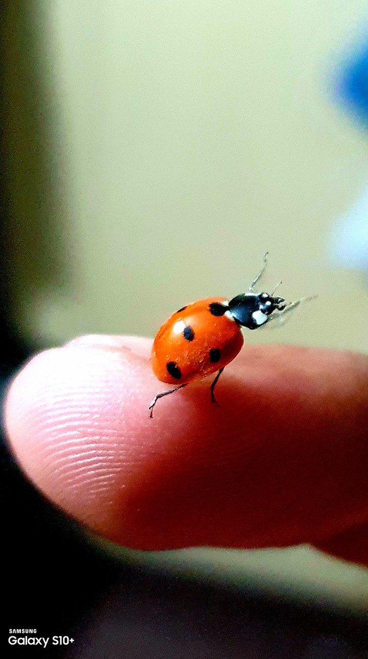 ladybug on finger