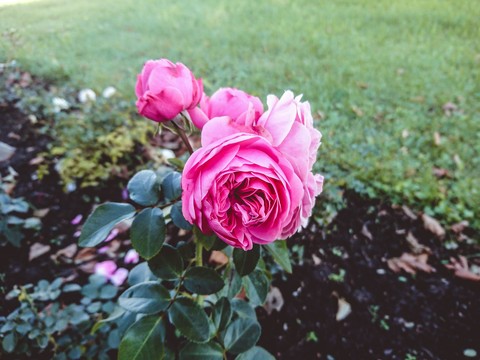 rose