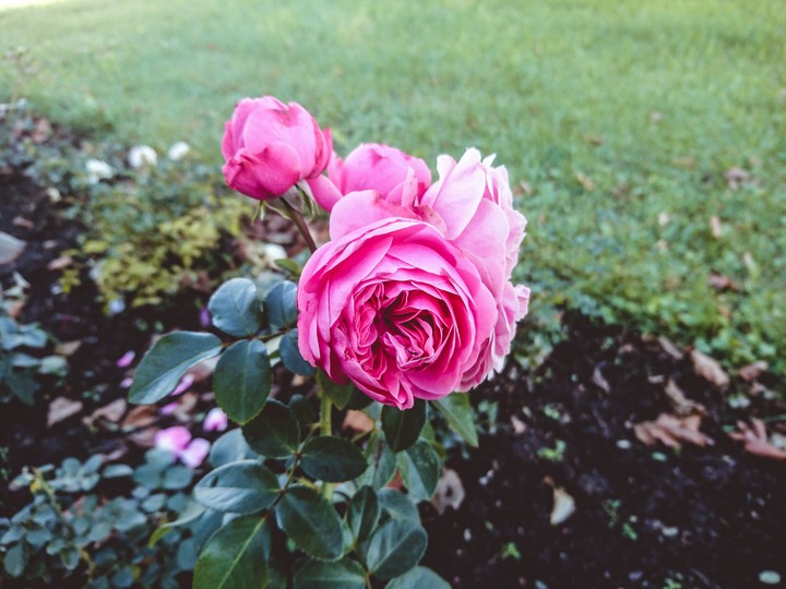 rose