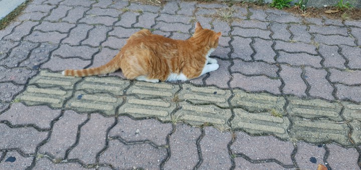 Just cat