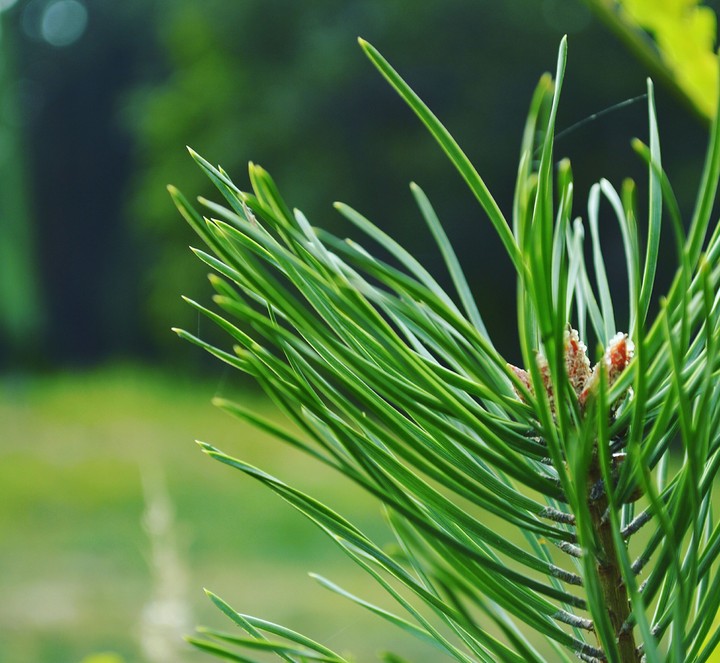 pine