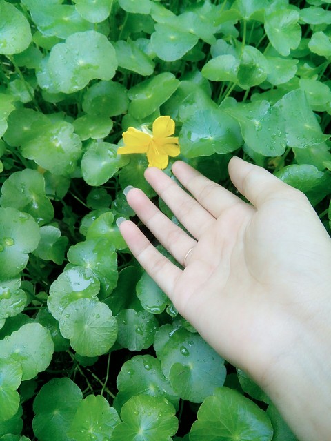 papéis de parede flower, leaf