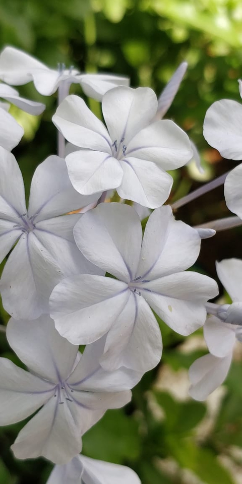 flowee