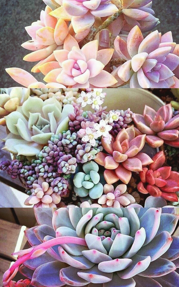 Суккуленты
