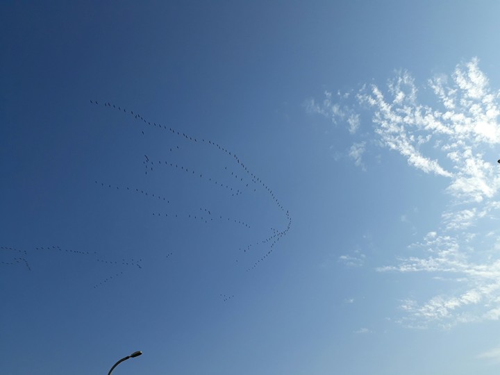 lovely birds in the blue sky.