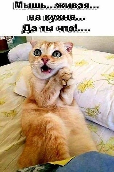 котик