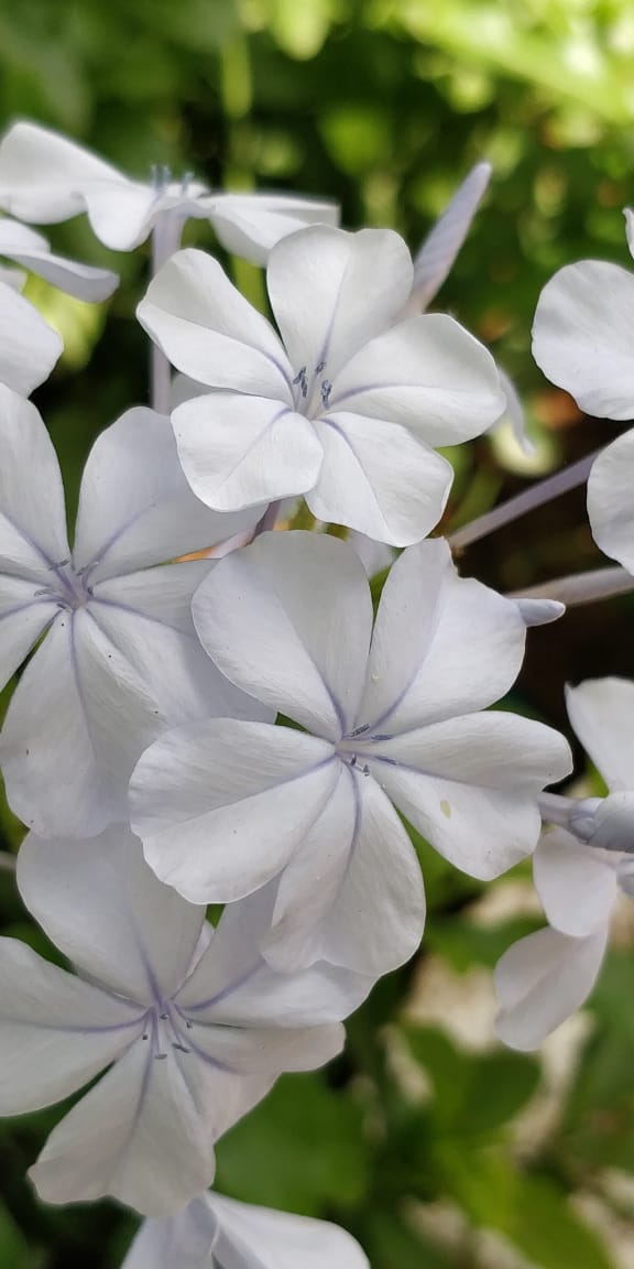 flowee