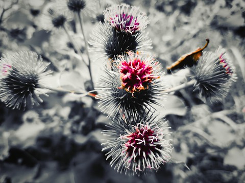 Wild flower