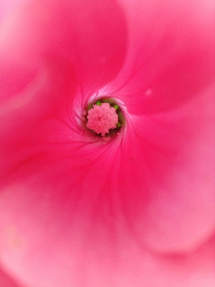 pink flower inside
