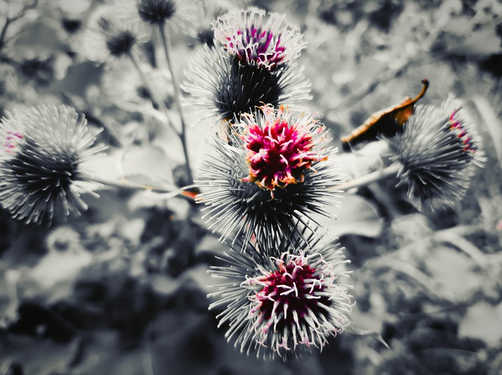 Wild flower