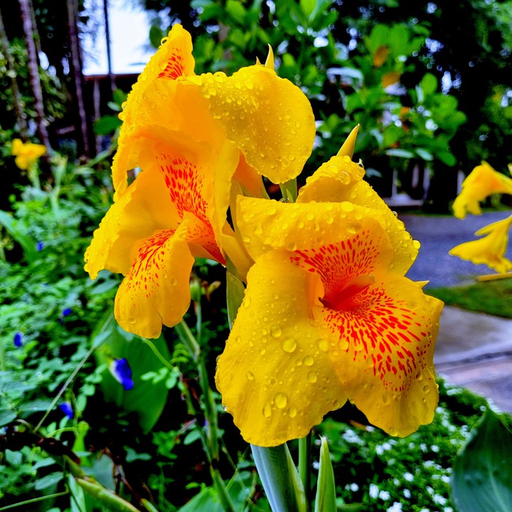 Canna, Achira