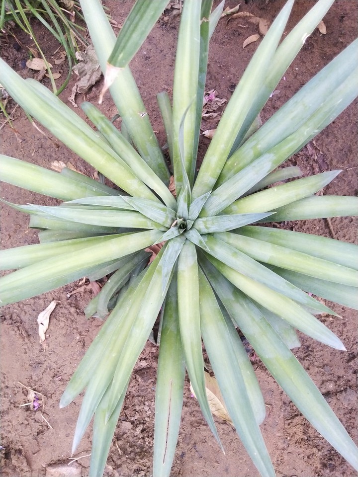 #beautiful plant