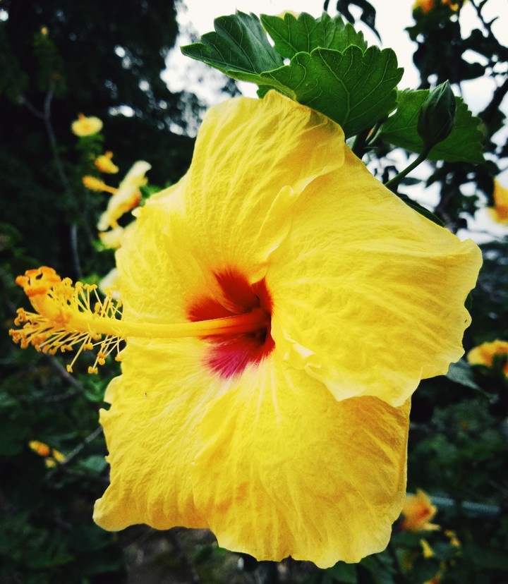 Hawaiian flower