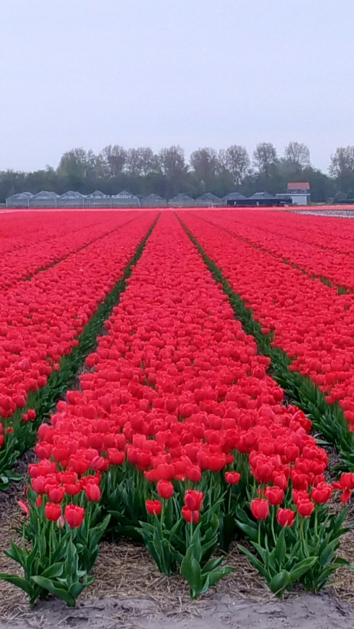 Tulips' field