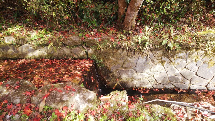 紅葉と水面
