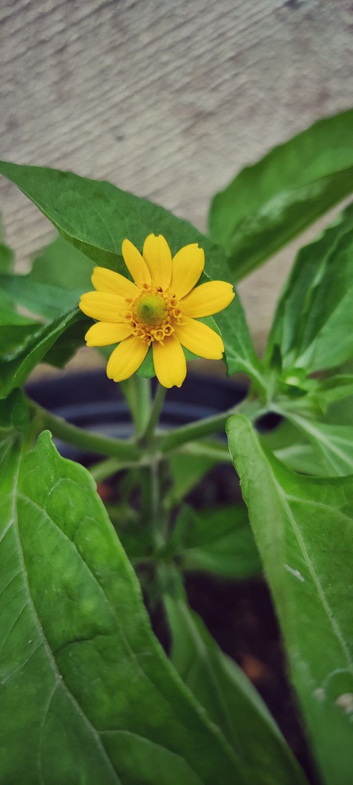 flower bloom