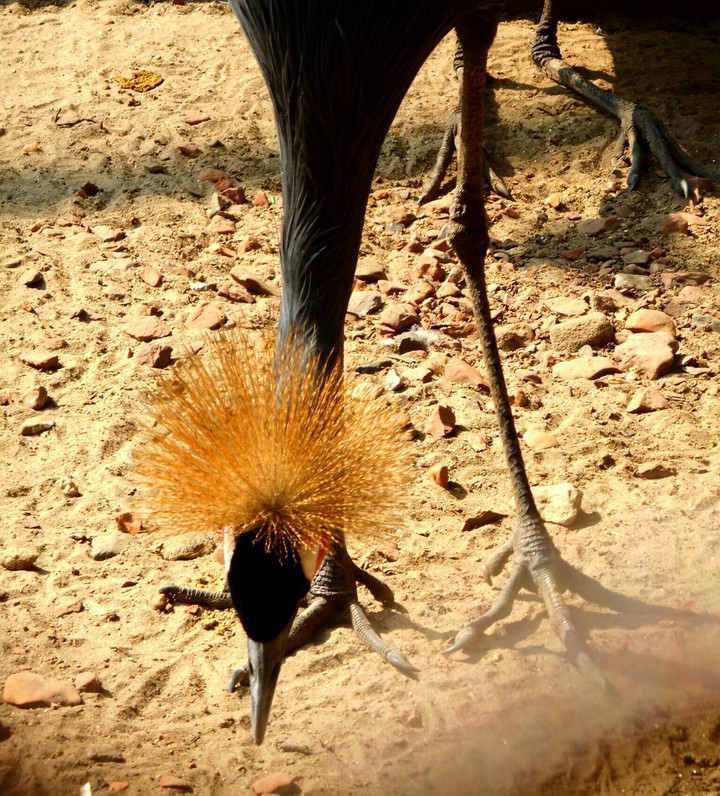 Bird