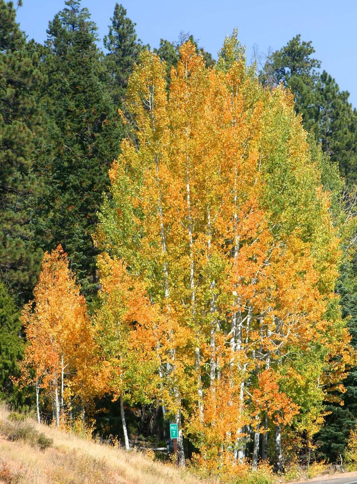 Bryce Canyon