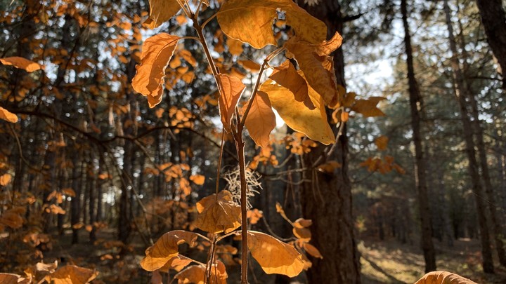 autumn leave