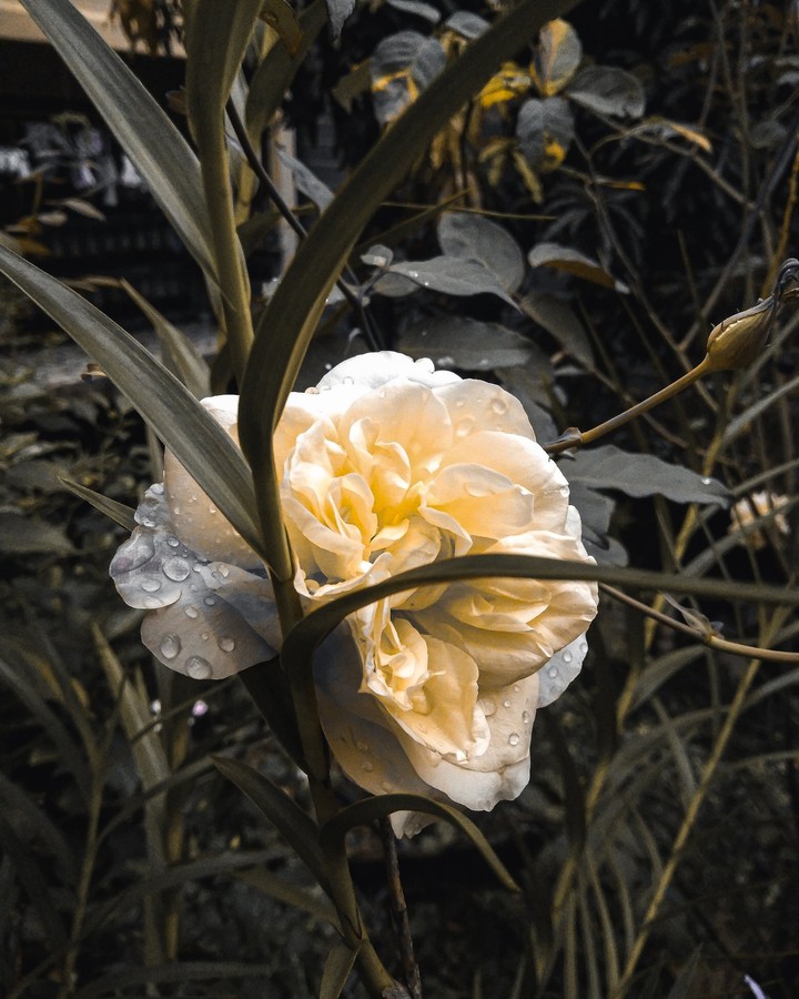 rose