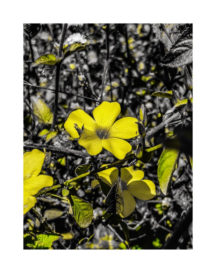 Yellow Beauty