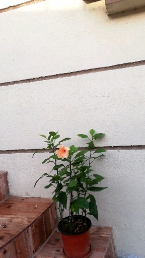 flower open