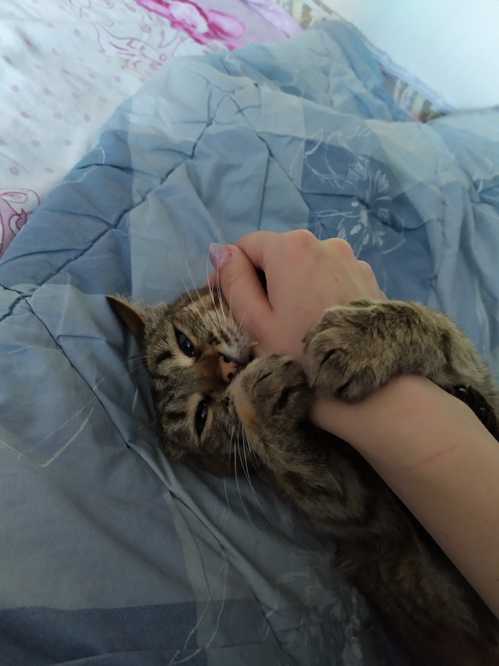 кошка