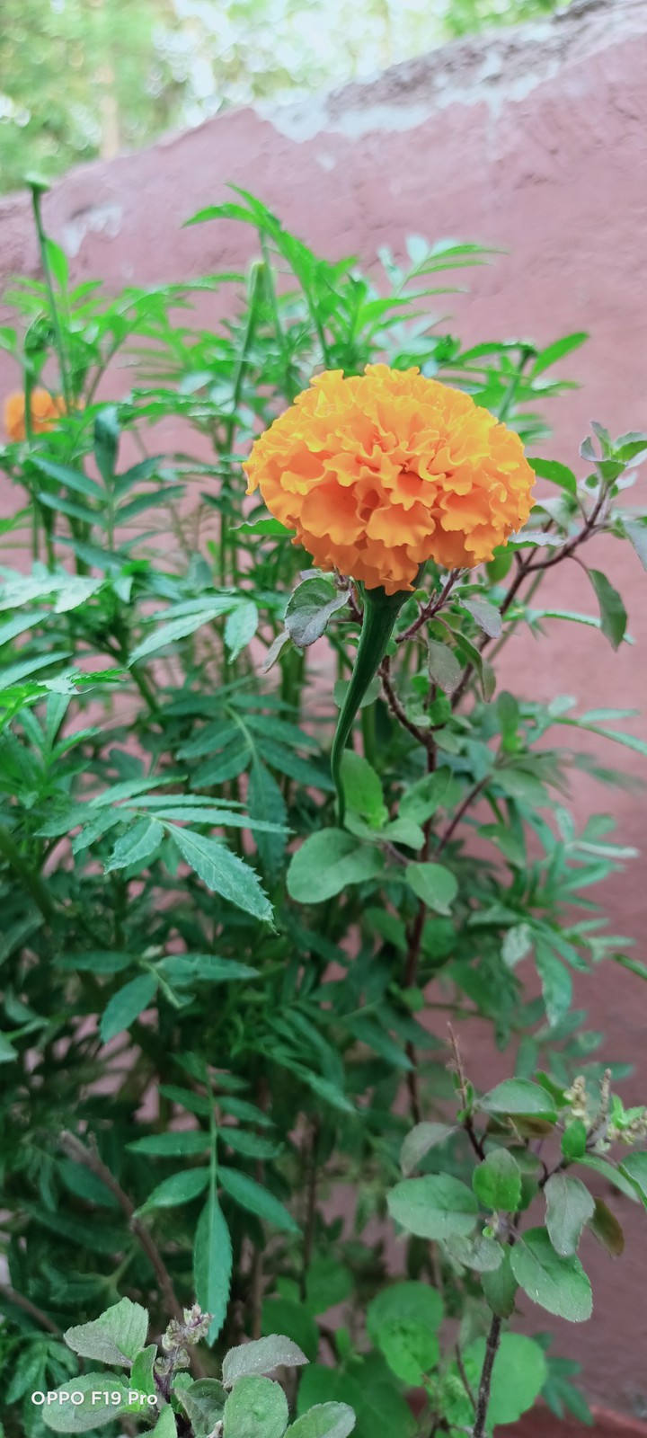 Ghenda flower