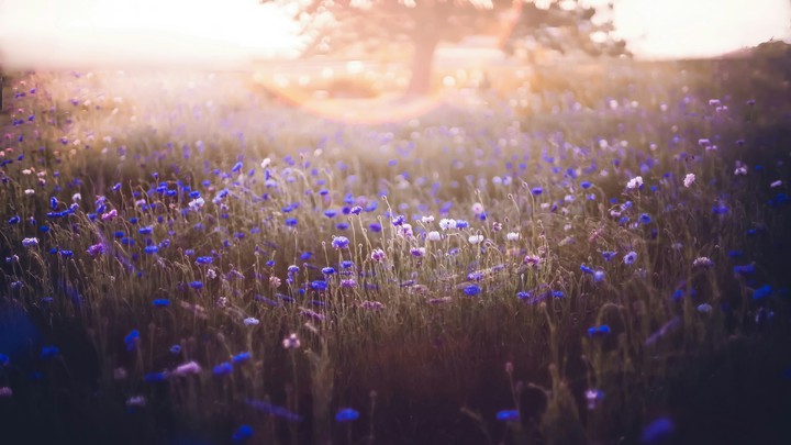 beautiful flowers.