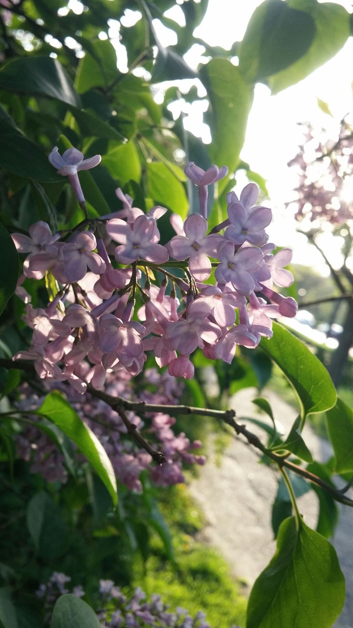Fiolet flowers
