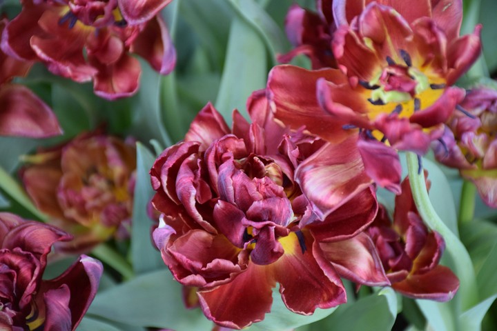 Tulips