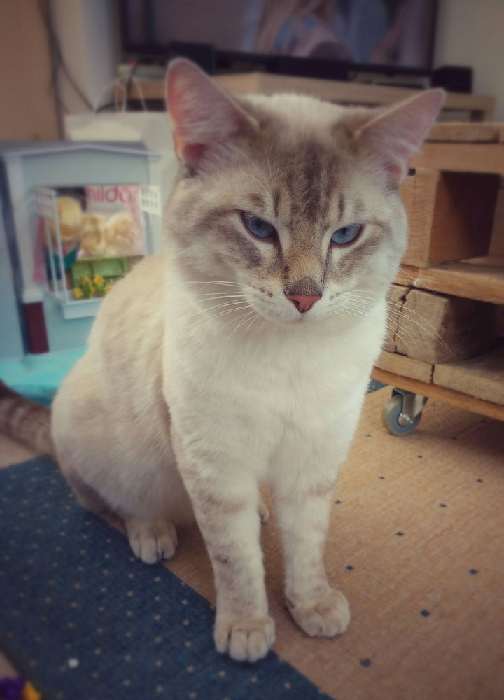 Le chat