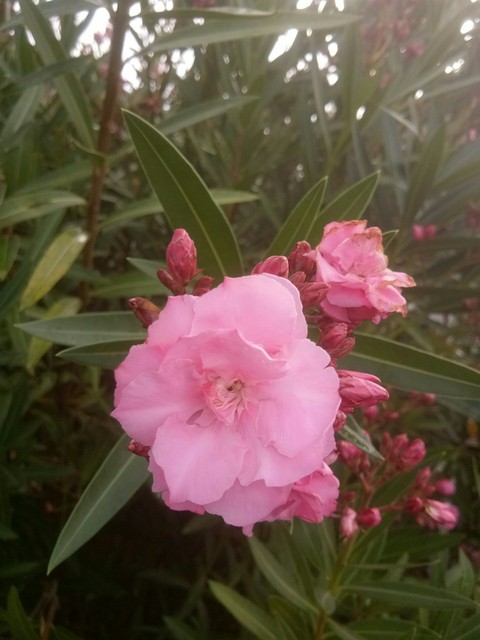 rose without thorns