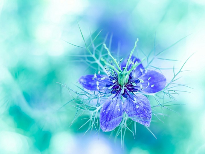 blue