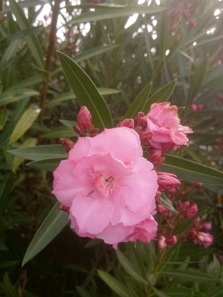 rose without thorns